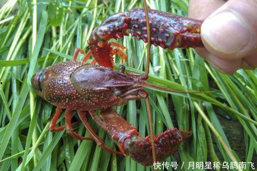 怎样养殖小龙虾视频,高效养殖小龙虾的实用技巧