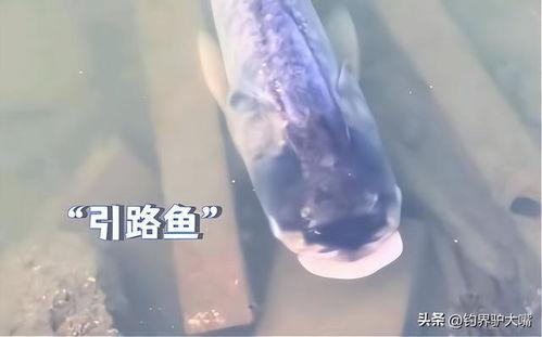 晕鱼视频,揭秘海洋生物的神奇世界