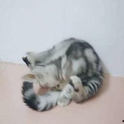 舔蛋蛋视频,揭秘网络红人的魅力与争议